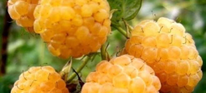Варенье из желтой малины