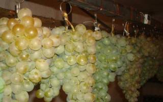 Как сохранить виноград на зиму в домашних условиях