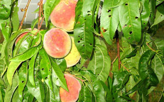 Вредители персика и борьба с ними