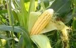 Влажность кукурузы при хранении