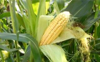 Влажность кукурузы при хранении
