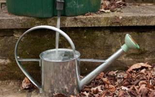 Как часто поливать чеснок в открытом грунте