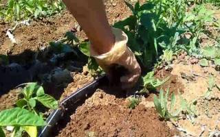 Как быстро прополоть картошку