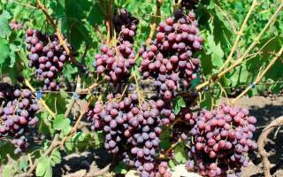 Как посадить виноград весной в подмосковье
