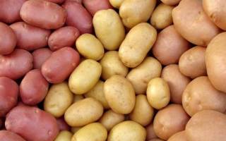 Лучшие семена картофеля
