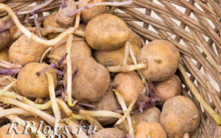Как правильно посадить картофель чтобы получить хороший урожай