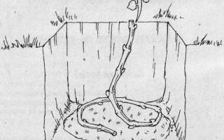 Как посадить лозу винограда