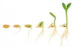 Как быстро прорастить семена кабачков