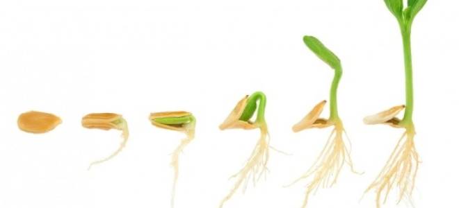 Как быстро прорастить семена кабачков