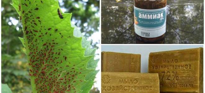 Нашатырный спирт от тли на смородине