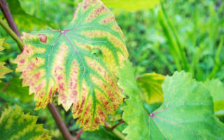 Красные пятна на листьях винограда