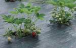 Как посадить клубнику на спанбонд