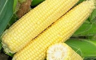 Как заморозить кукурузу в початках в домашних условиях