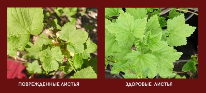 Махровость черной смородины что делать