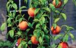 Как посадить косточку персика