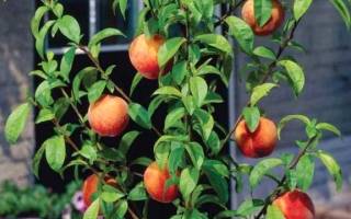 Как посадить косточку персика