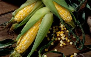 Как сажать кукурузу в открытый грунт семенами