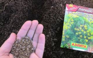 Как сажать укроп в открытый грунт семенами
