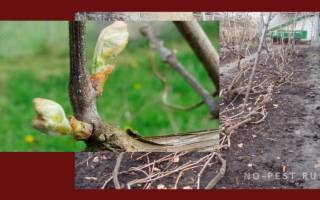 Обработка винограда весной от болезней и вредителей