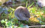 Как избавиться от мышей на огороде