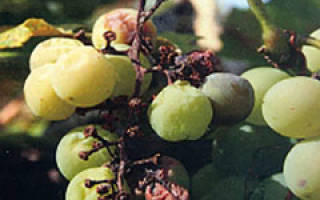 Черная пятнистость на винограде