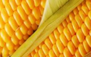 Сколько хранится кукуруза в початках