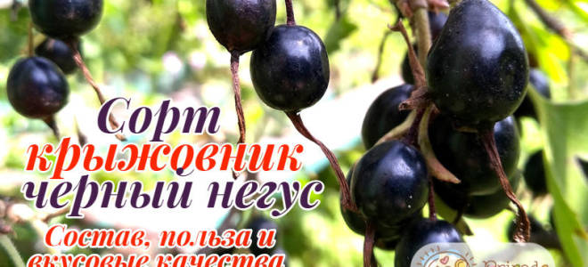 Варенье из черного негуса