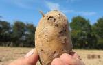 Вредители картофеля и борьба с ними